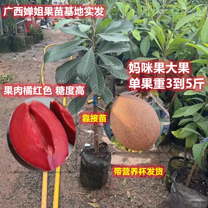 果树苗妈咪果靠接苗马珈纳佩斯潘婷洛里托带杯带叶子广西发货