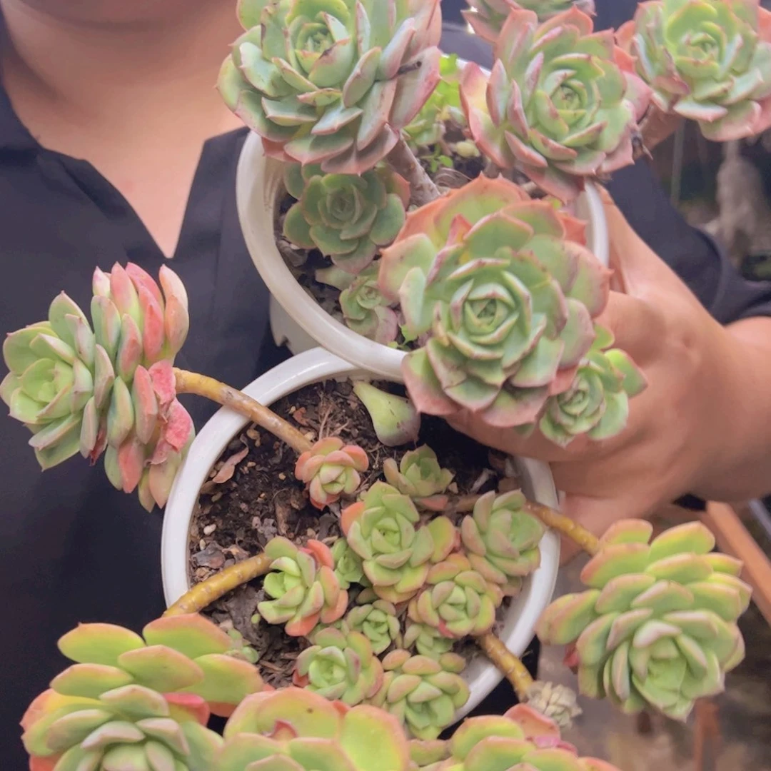 一盆克罗地亚玫瑰,一盆尼可莎娜玫瑰