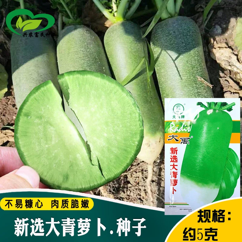 【满5包邮】水果萝卜种子潍青萝卜种籽脆甜沙窝萝卜秋季农家四