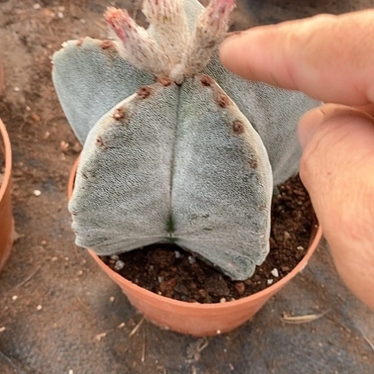 家***兰一个大鸾凤玉仙人球