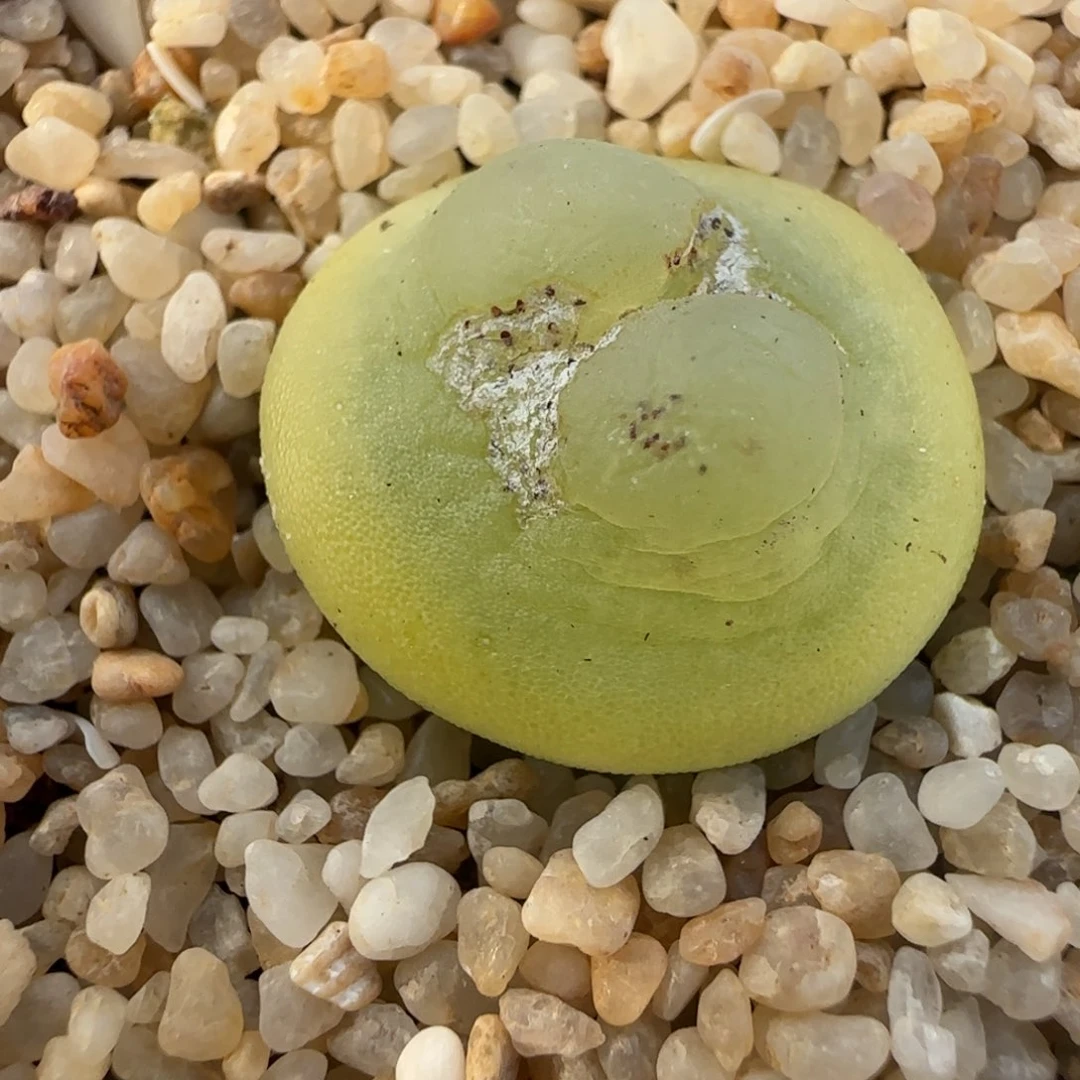 1.28多肉新年大福46号