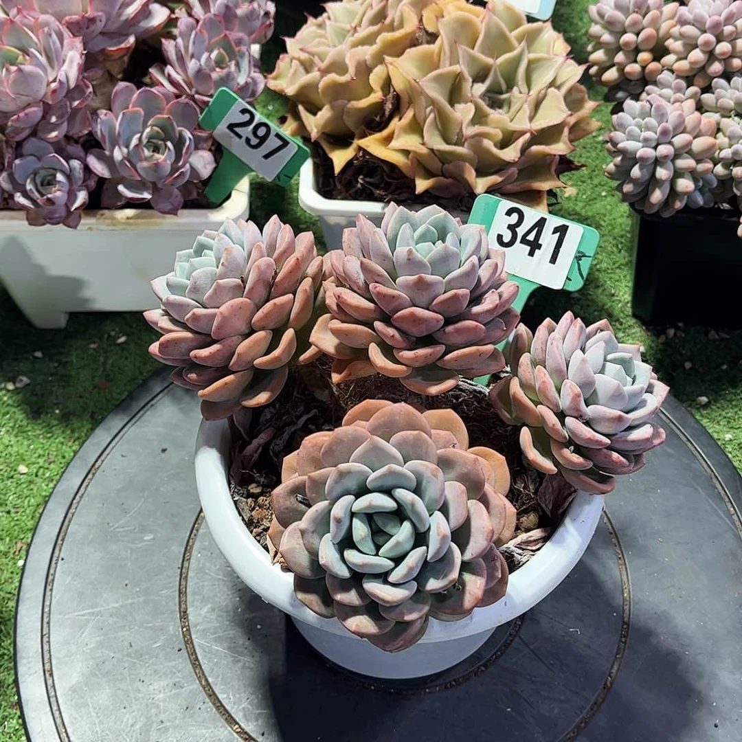 。***笑白露多肉植物保护341