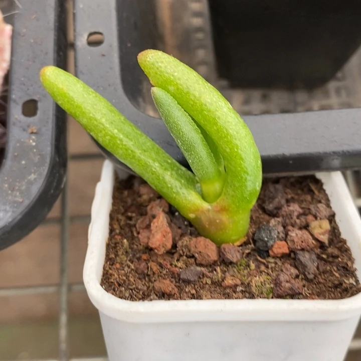 伯克利和格蕾纳等著名音乐家