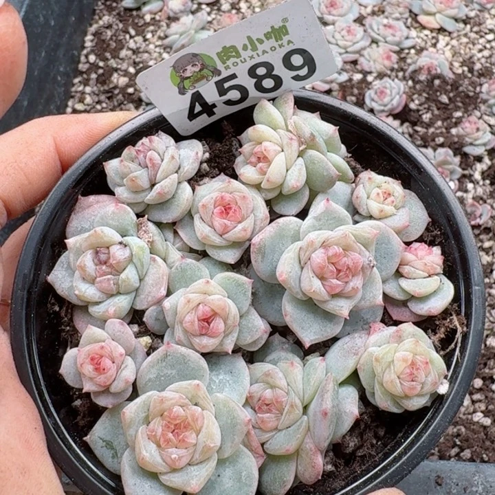 多肉植物多肉植物