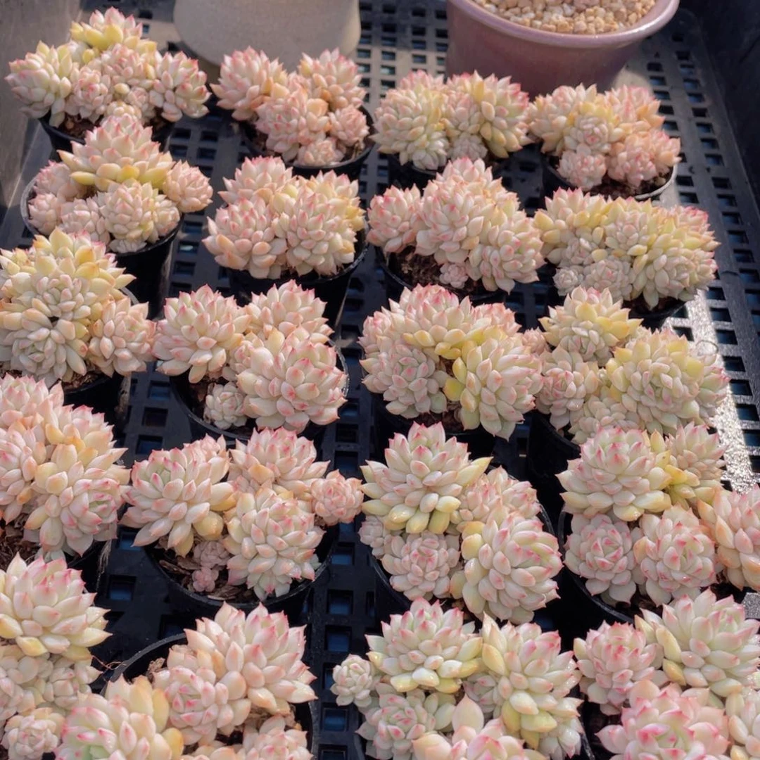 量拍53号白底小乔群生两个