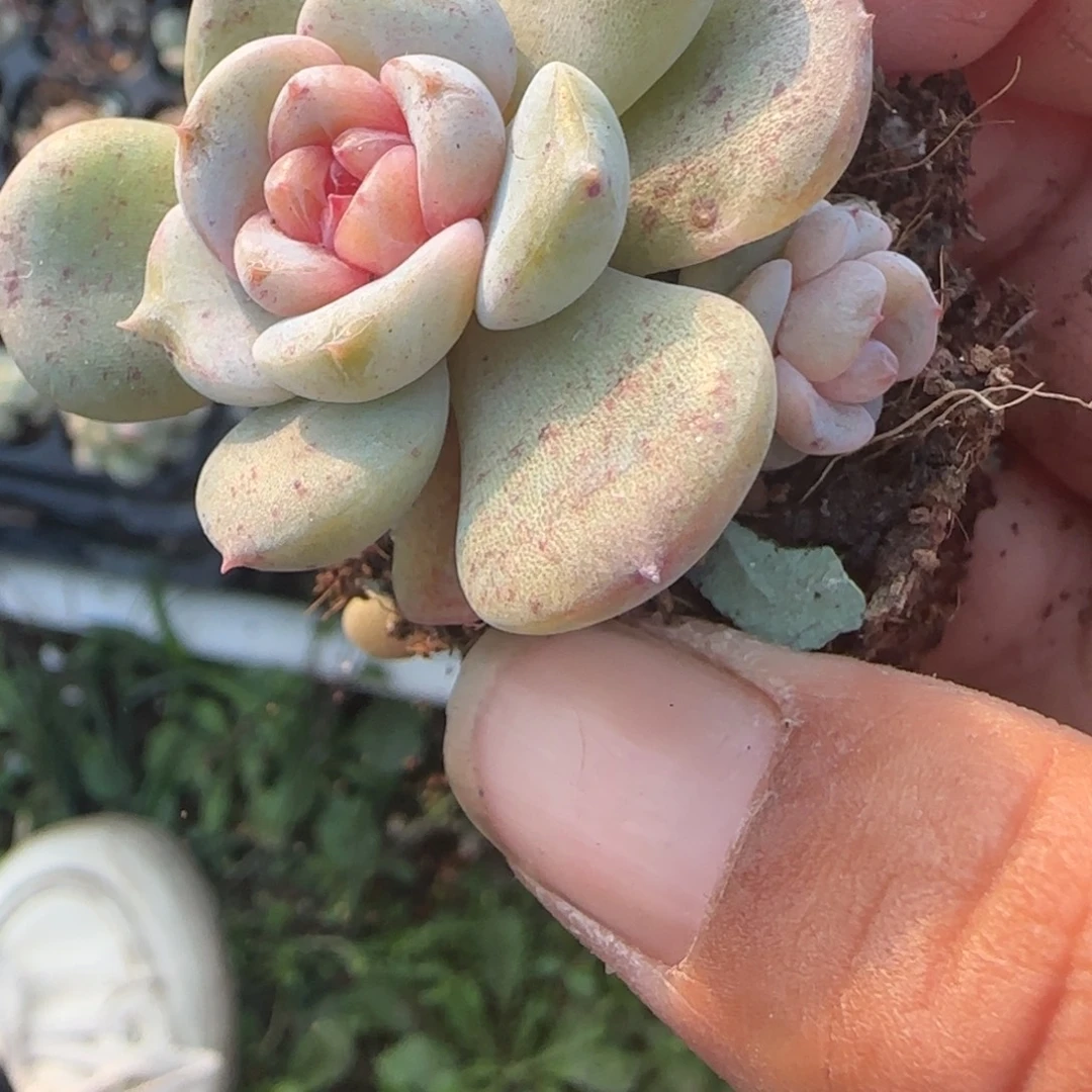 小卡拉米糖心一物一拍