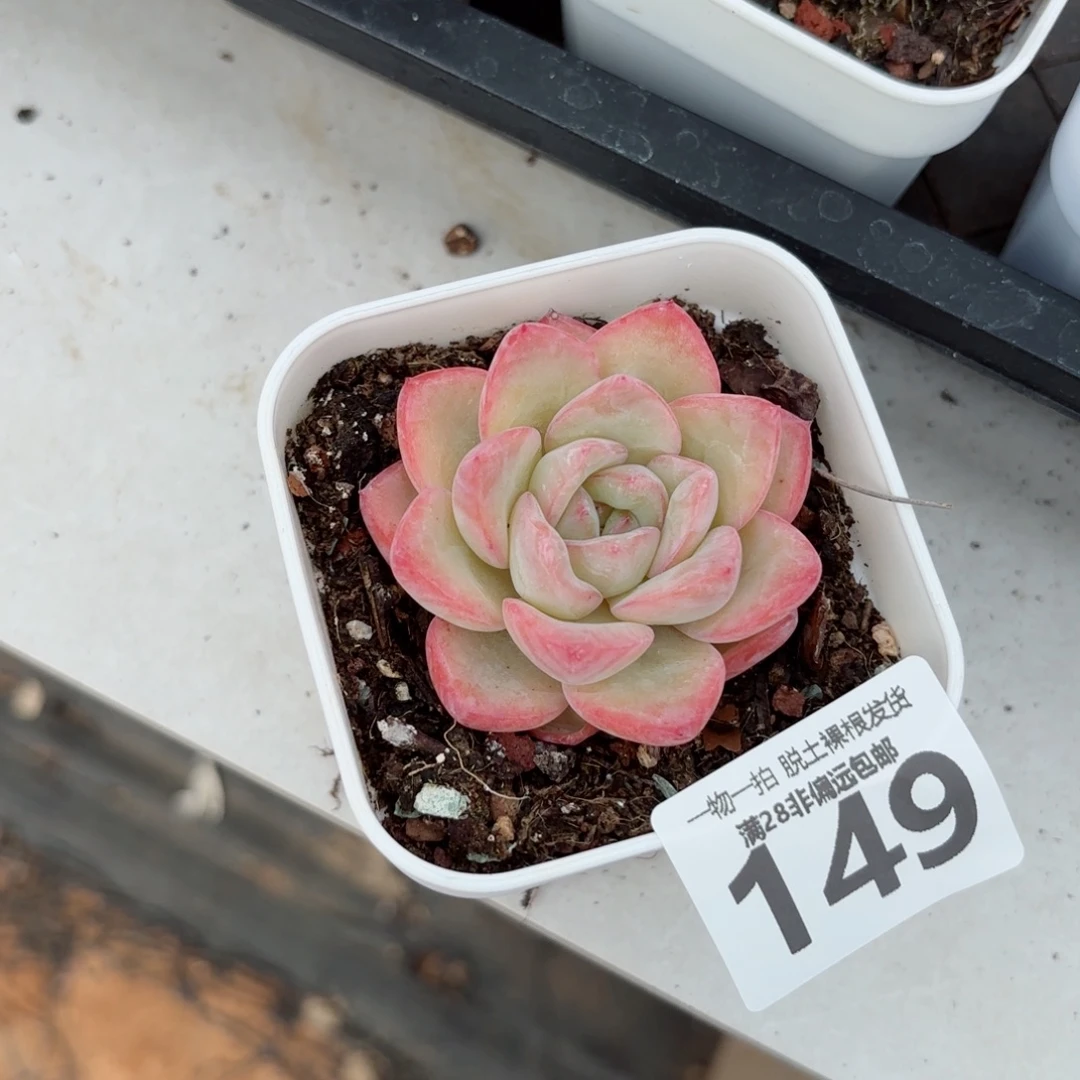 泡芙单头无盆土发货
