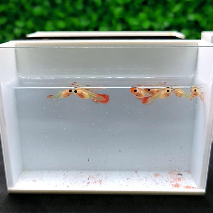 孔雀鱼红头玻璃猫苗子8条含两条被水。