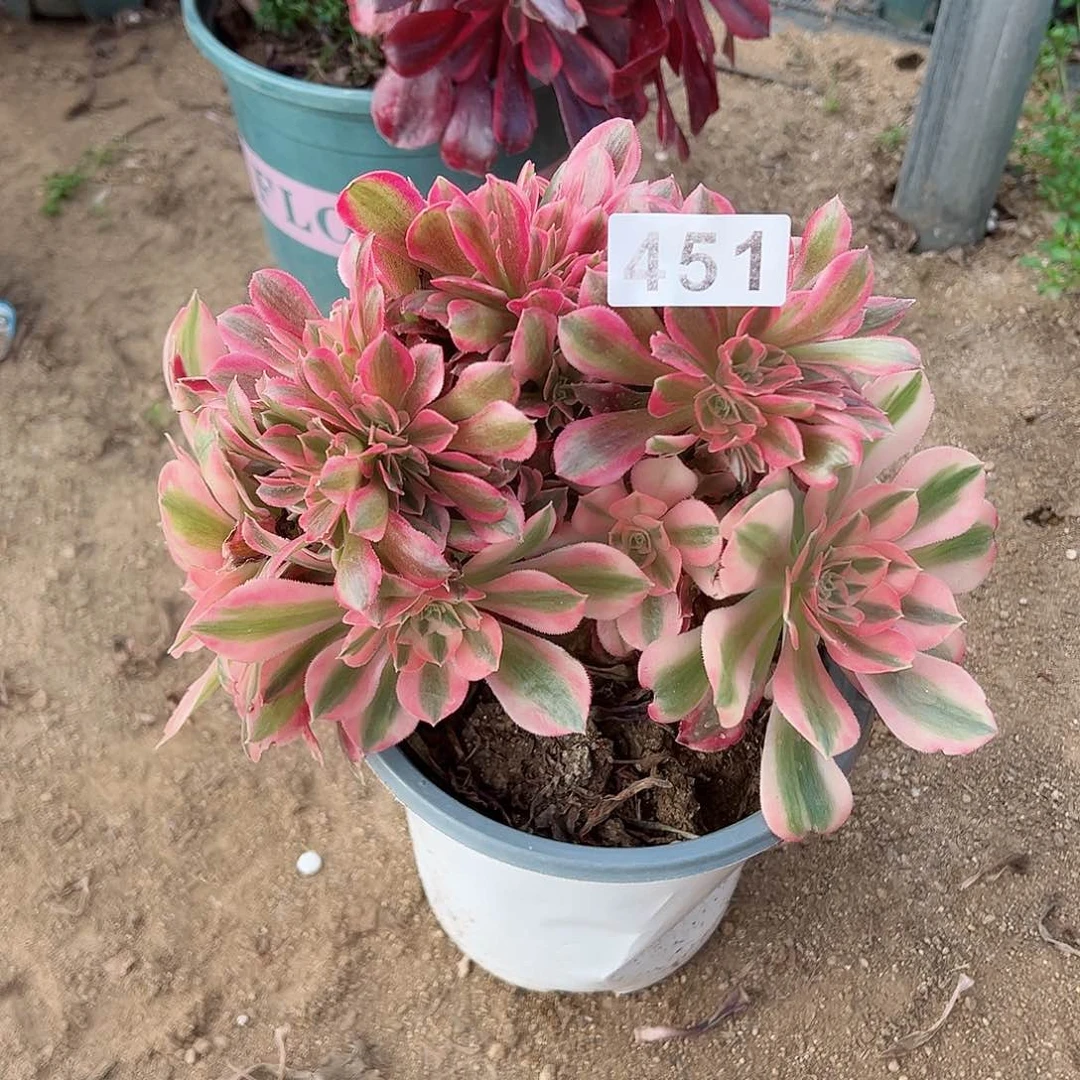 紫砂茶宠粉女巫缀化451