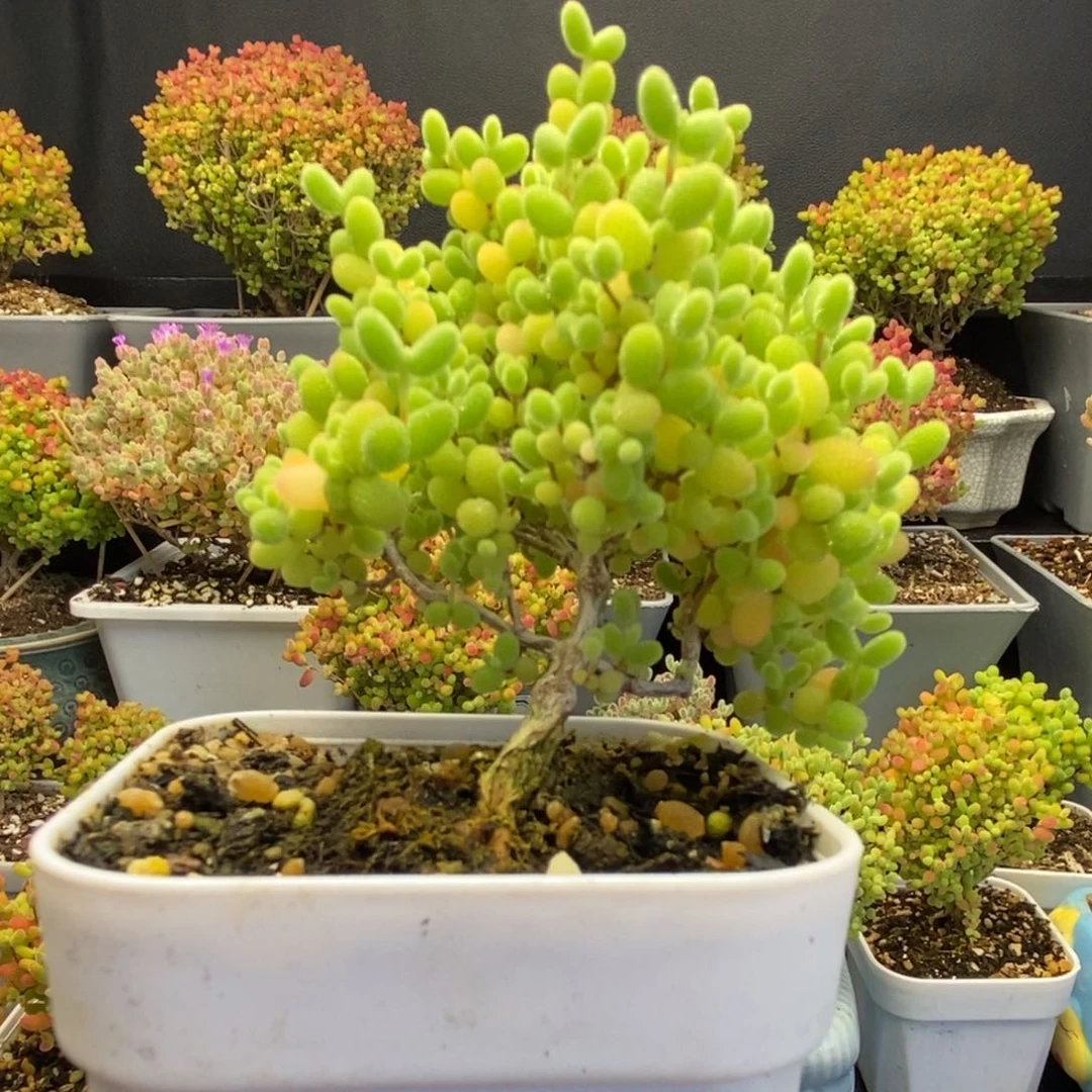 19号蜜橘糖球多肉