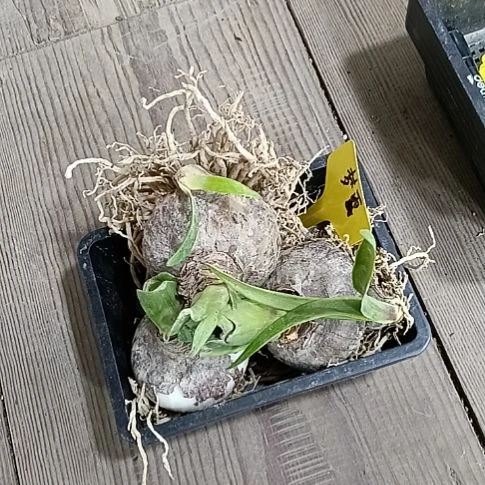 程***东无花朵梦露7+发三个