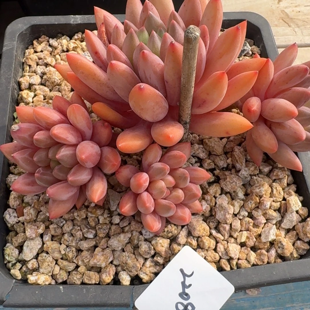 唐***啦2208水晶球杂凡艺多肉