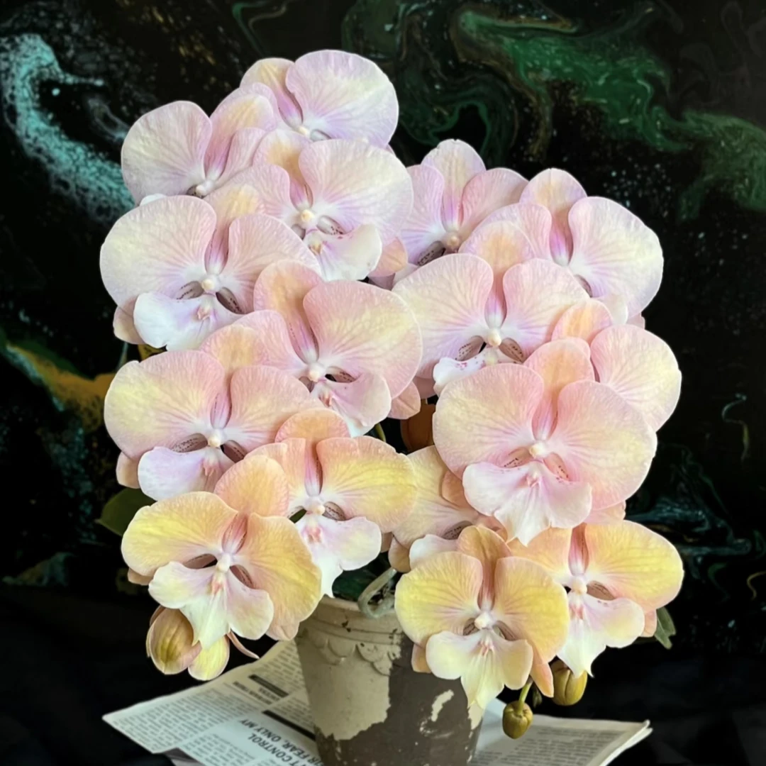 【彩虹独角兽】3.0寸加高杯蝴蝶兰 会变色 室内高端花卉