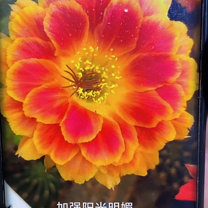 阳光明媚加强版 /侧芽歪20包邮/
