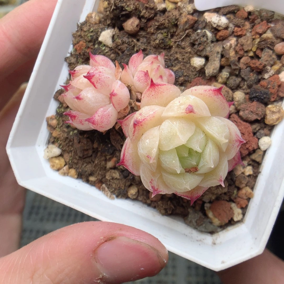 R136y y y y y y y y y y