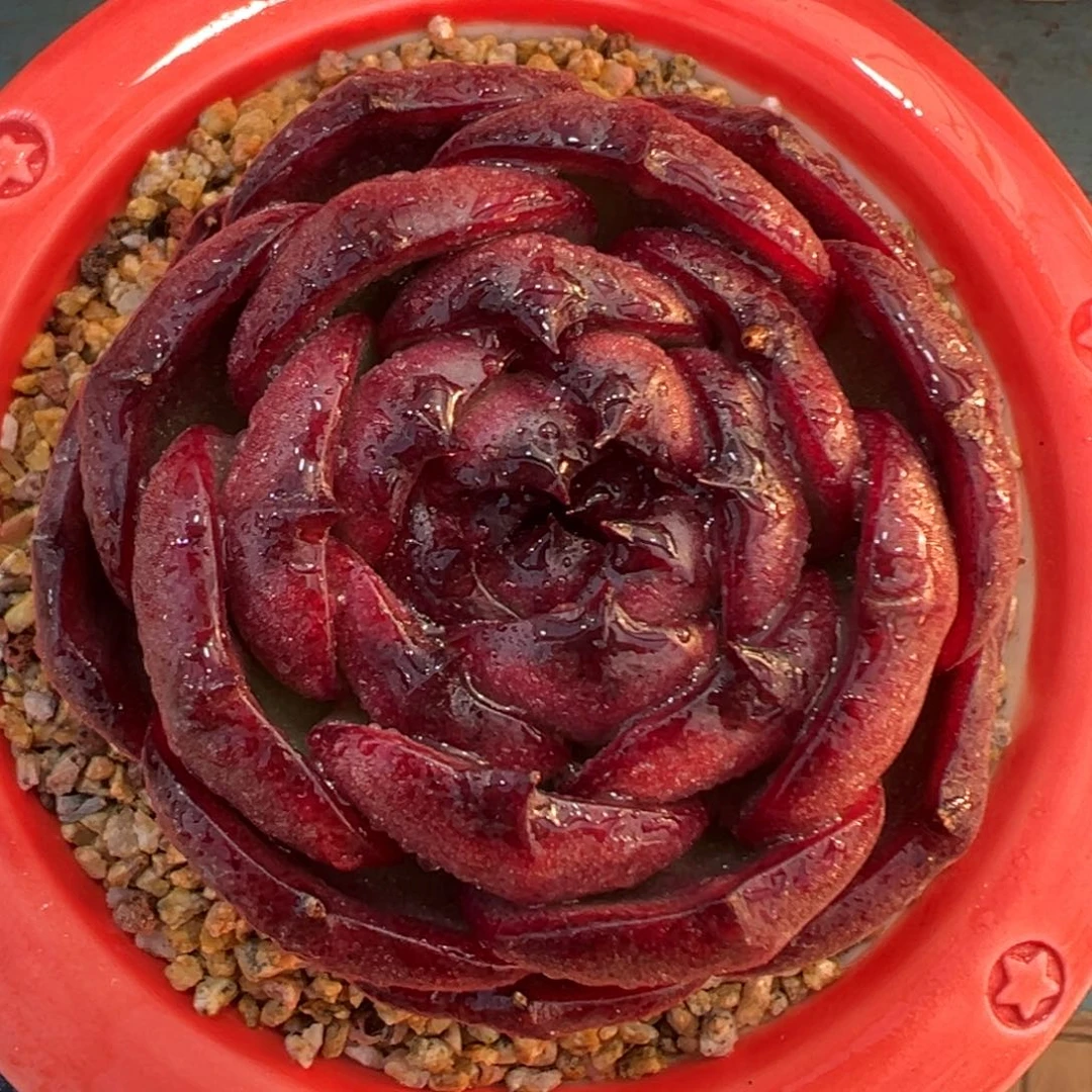 多肉一物一拍0124-血月