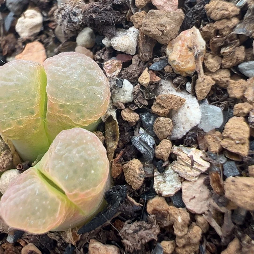 ?****果23多肉植物百科知识