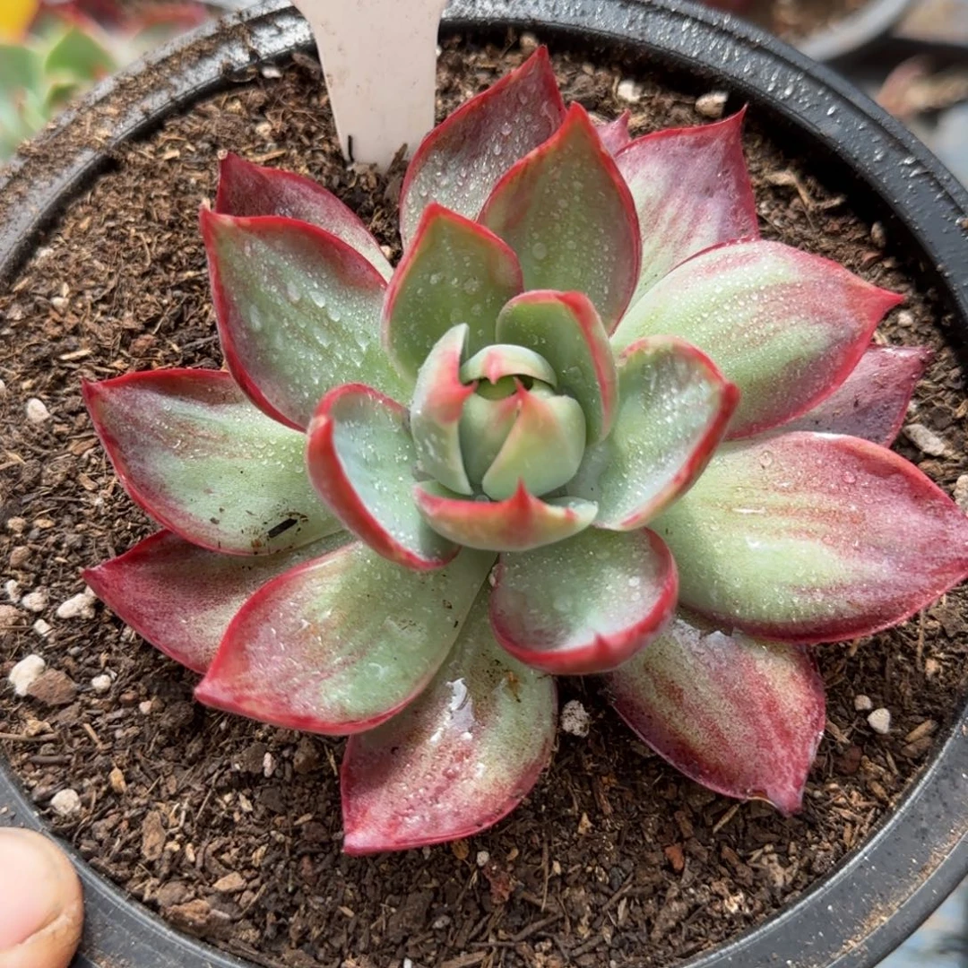 惊鸿一物一拍包装收缩花旱160