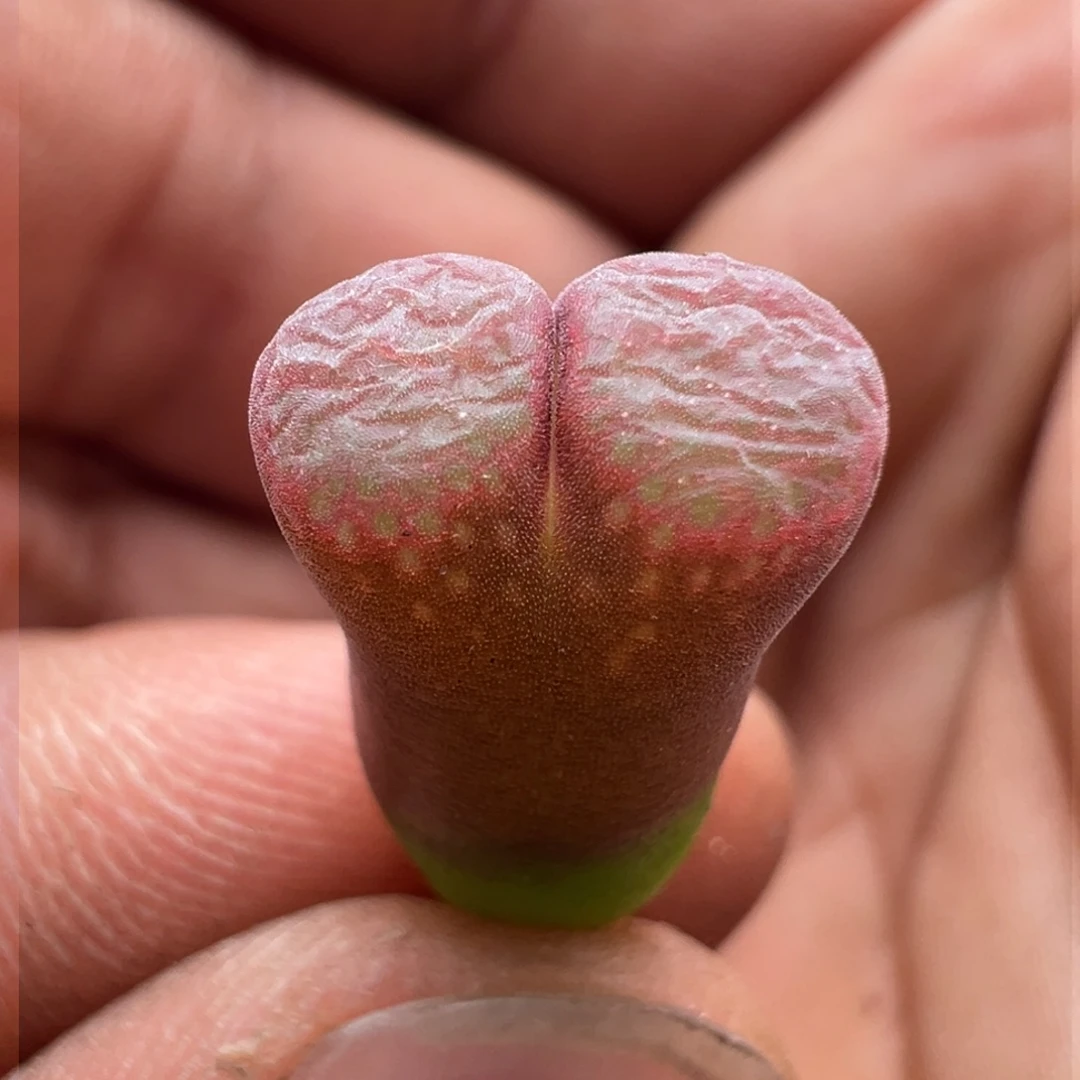 196优选流沙风铃两年