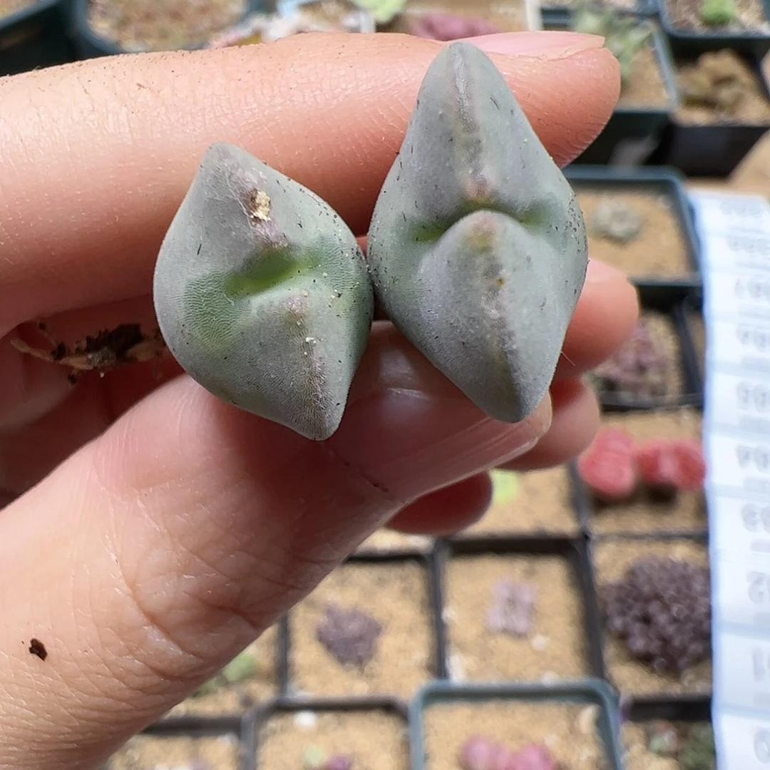 【闪购商品】378 秒
