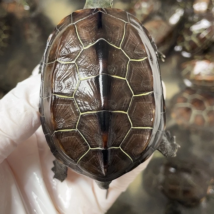 中华草龟公苏北金线草龟外塘龟