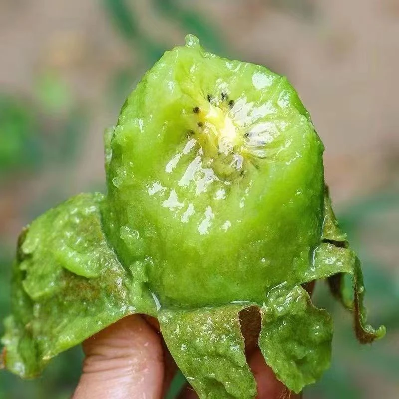 正宗绿心猕猴桃水嫩多汁维C丰富当季新鲜水果