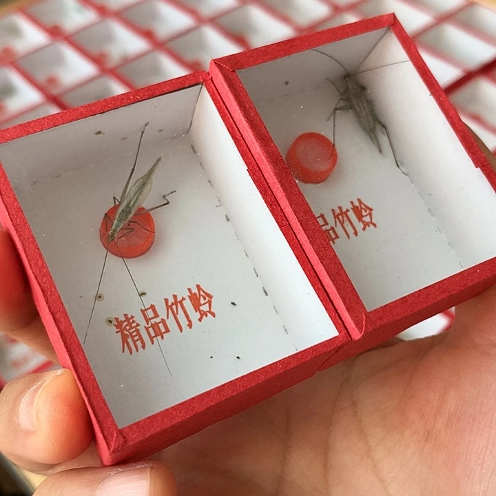 两只紫竹啊啊啊啊啊啊啊啊