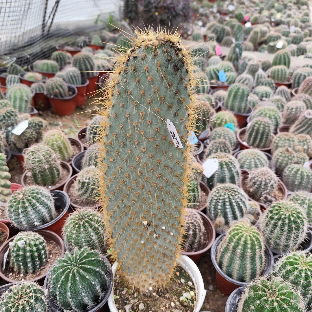 金毛岛掌仙人掌2号大规格高40公分左右