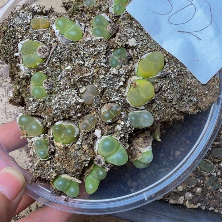 多肉植物的生长502