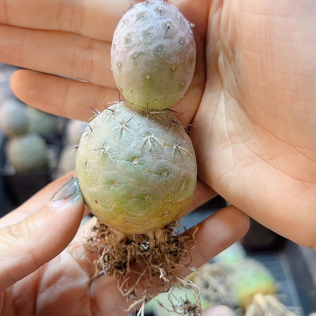 萝卜根雪人习自野底球3.5公分