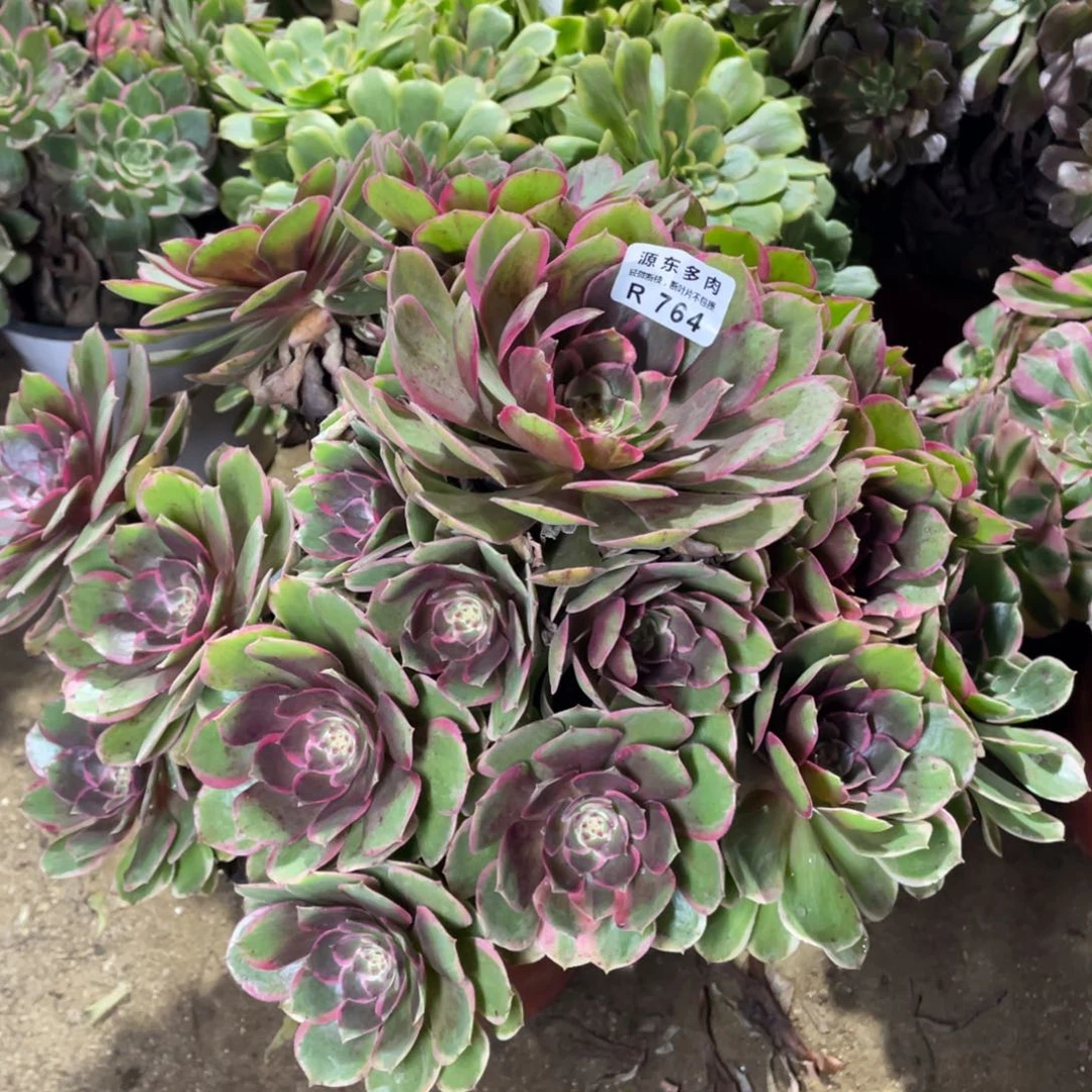 764粉花妖多肉法师断枝不包