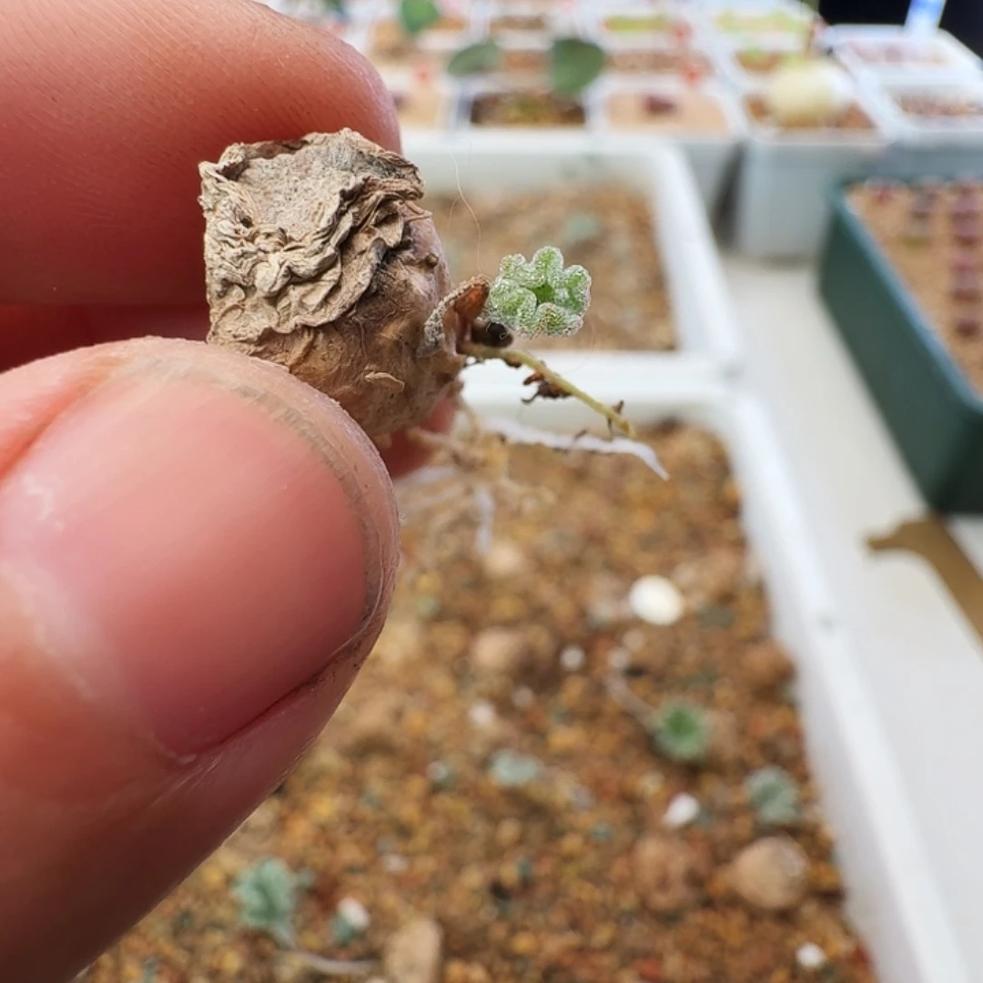 有***份多肉植物福利块根319