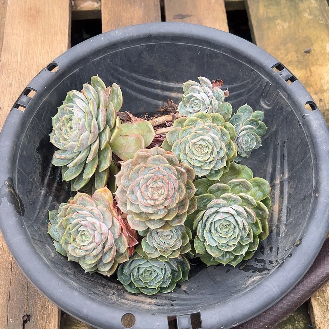 昂斯洛裸根发货。