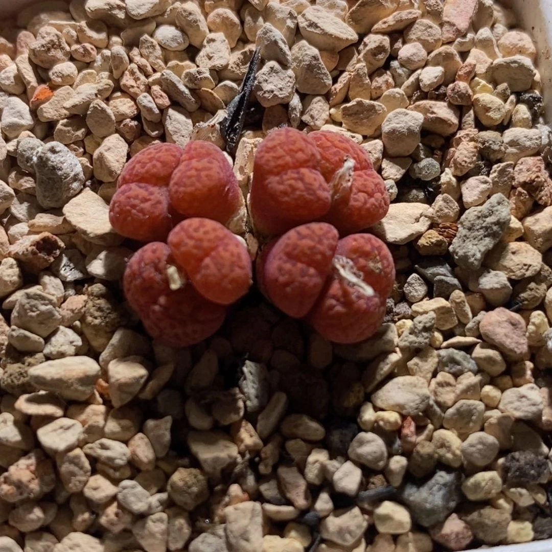 奶****葵0934/朱雀0934/朱雀0934/朱雀