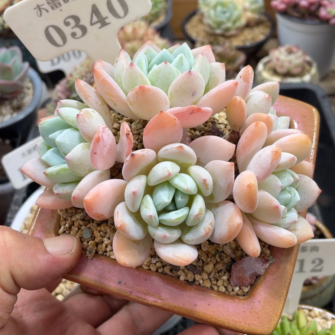 0340冷香不带盆12厘米