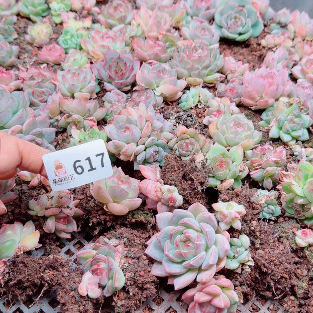 嘉***多肉植物多肉植物