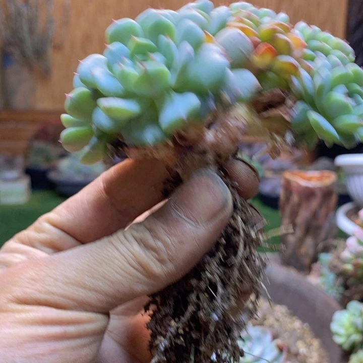 安***儿73 号白胖子多肉植物