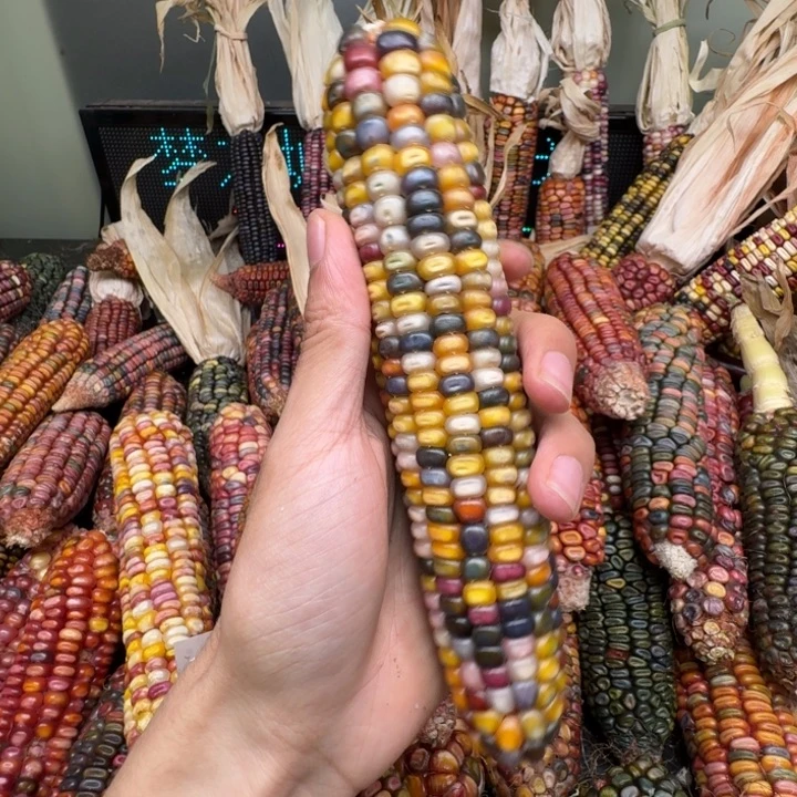 柏香籽/百香籽吊坠彭**?