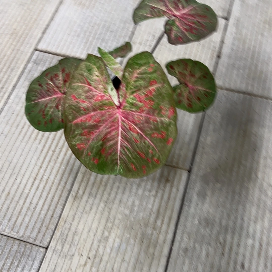 张***花无花朵                     462芭提雅不包售后