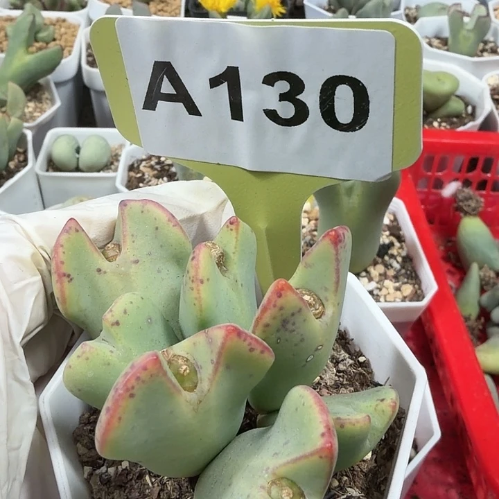 向***行130mmmmmmmmmmmmmmm