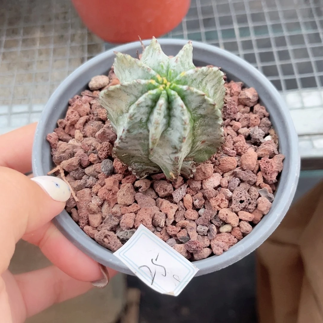 多肉植物关上白镐魁伟玉