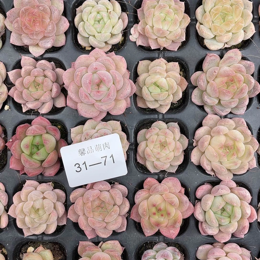 J***.多肉一物一拍31-71