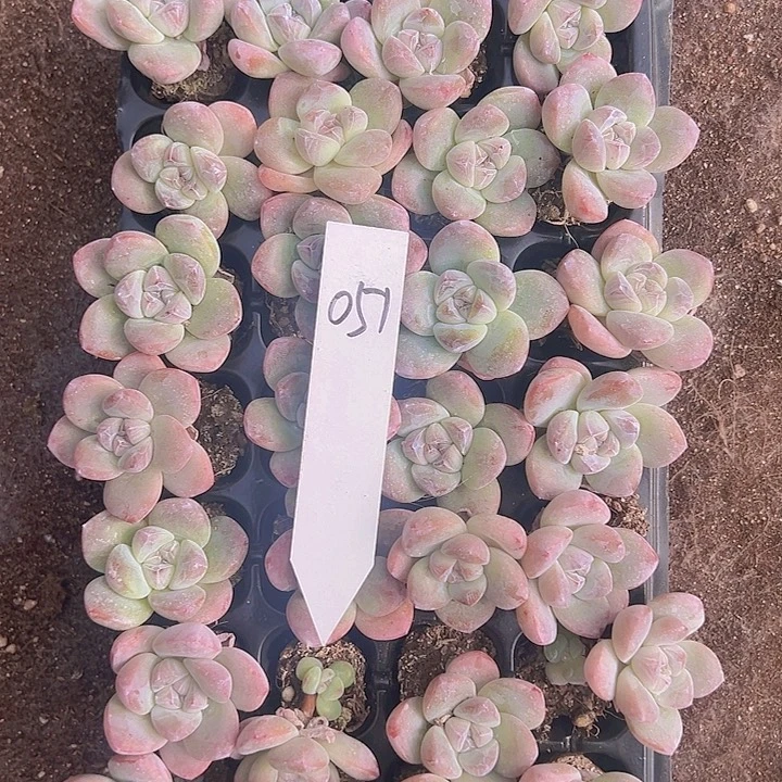 051大单头带桩奶油白底冰