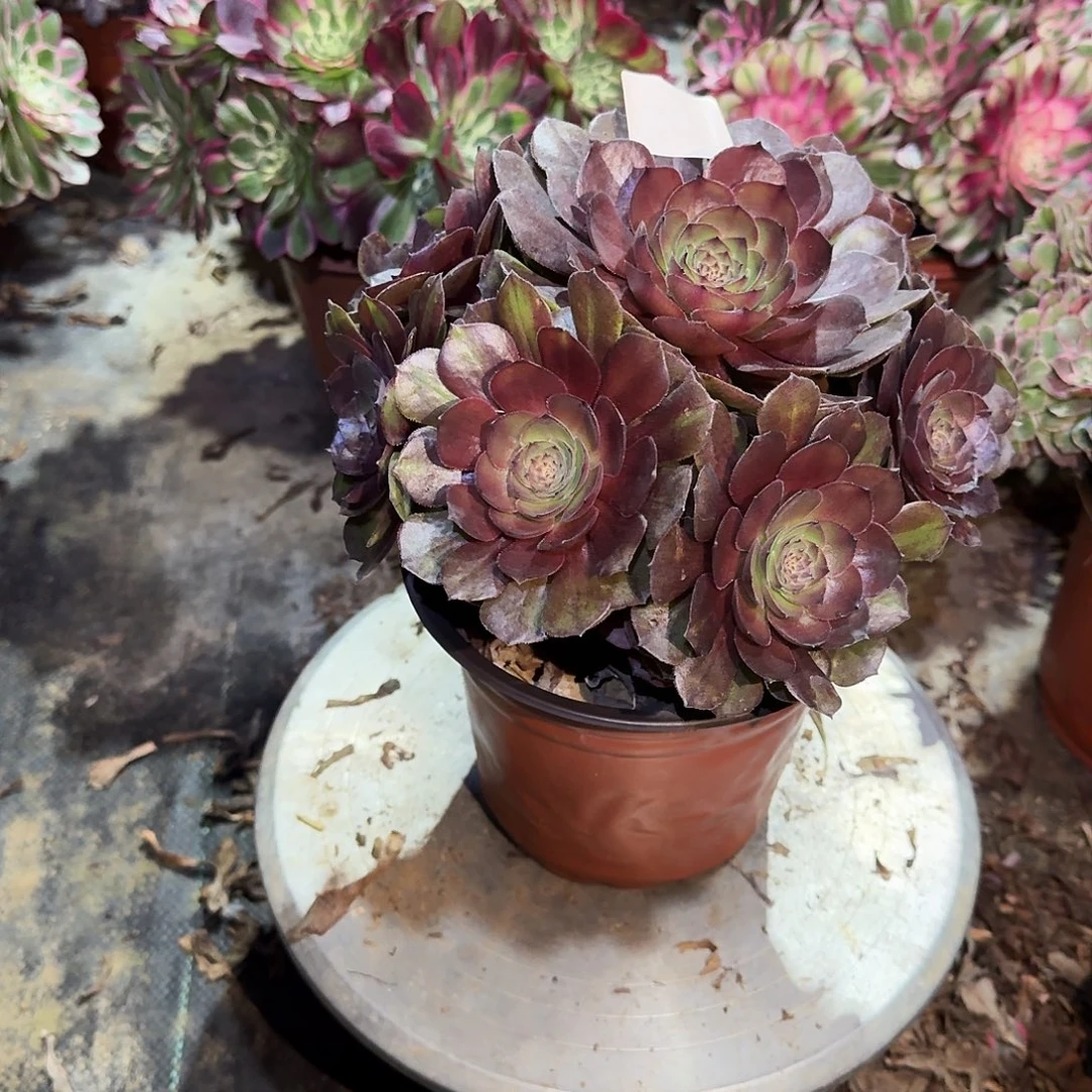 多肉植物红魔0613