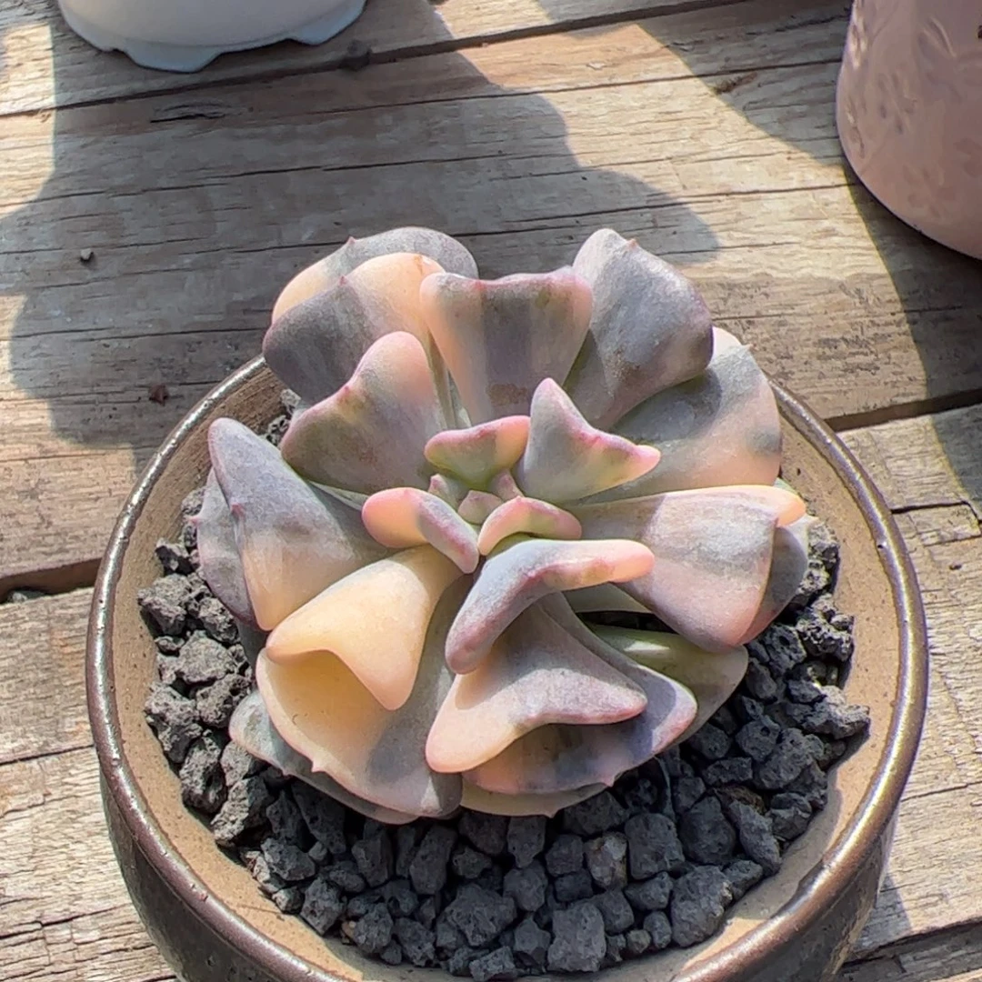 雪精灵锦多肉植物