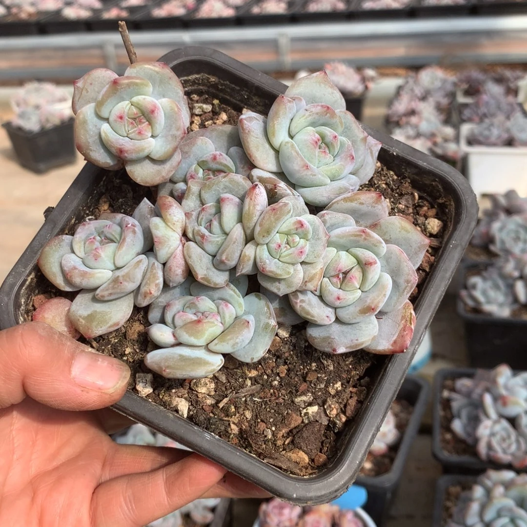 无花朵小仙儿哈哈哈哈哈哈哈哈