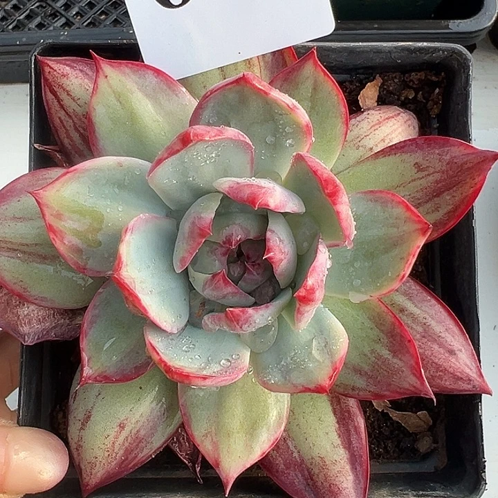 惊鸿惊鸿045保底10厘米