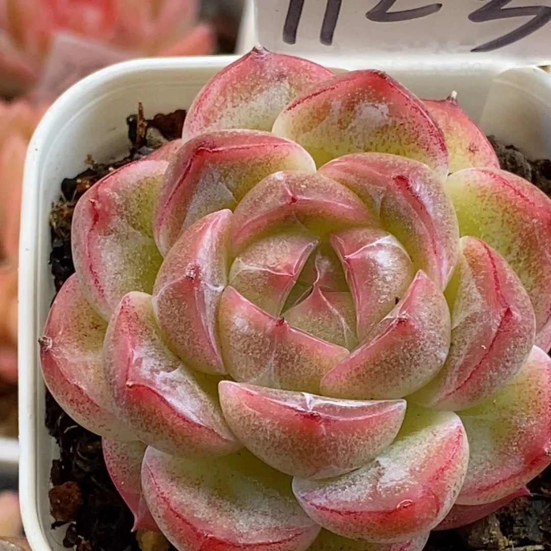 天官赐福百无禁忌