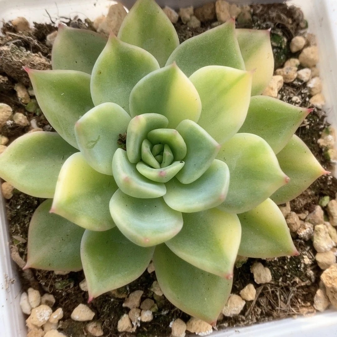 038红色斯特拉锦锦锦锦锦