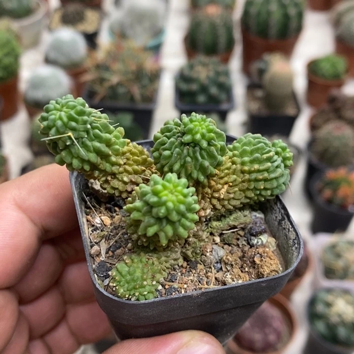 蝌蚪球特价福利包邮2